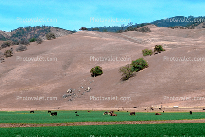 Cow, San Benito County, California