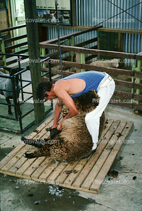 shearing sheep, North Island, New Zealand