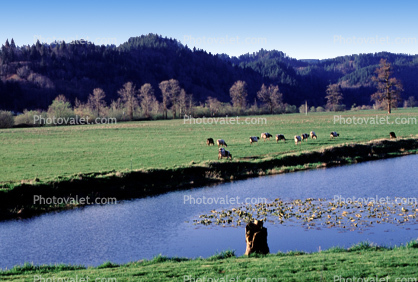 Cows, near Tillamook, Oregon Coast