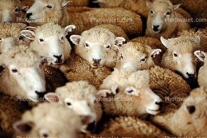 Sheep, South Island, New Zealand