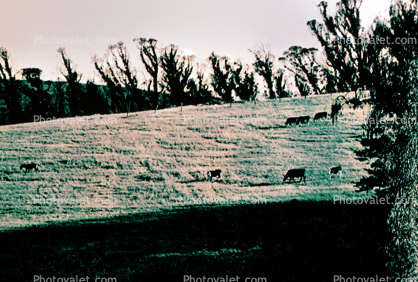 Rose Avenue, Cotati, Sonoma County, Cows, Eucalyptus