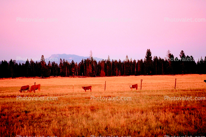 Cow, near Bend Oregon