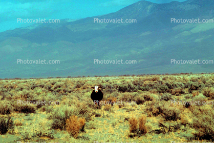 Cow, north of Lone Pine, Owens Valley, eastern Sierra-Mountains, California