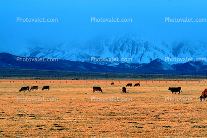 Cow, Biship, Owens Valley, eastern Sierra-Nevada Mountains, California