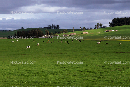 Cows Grazing, southwestern Sonoma County, California