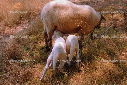 Sheep, Lamb, Othoni Island, Greece