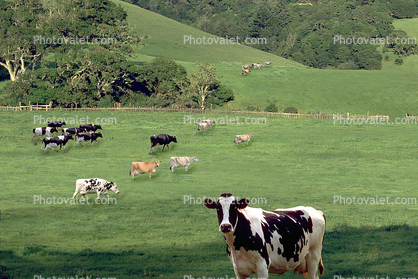 Cow, Marin County, California