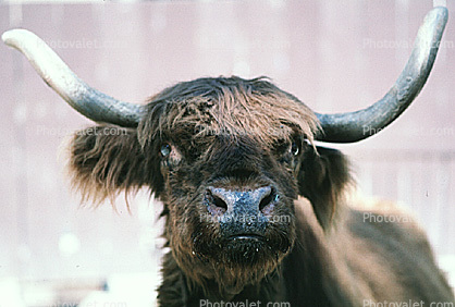 Scottish Highland Cattle, Bos taurus