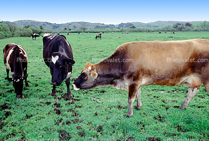 Cows Grazing in a Grass Field