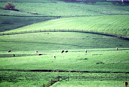 Cow, Sonoma County, California