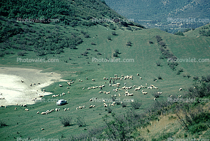 Sheep, near Tbilisi