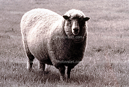 sheep, Cotati, Sonoma County