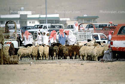 sheep, Livestock Market, Al Khobar, Saudia Arabia