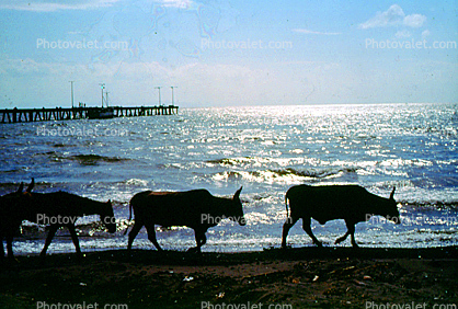 Cow, Cattle, Beach, Ocean, Waves, Nicaragua