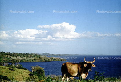 Cow, Cattle, Nicaragua