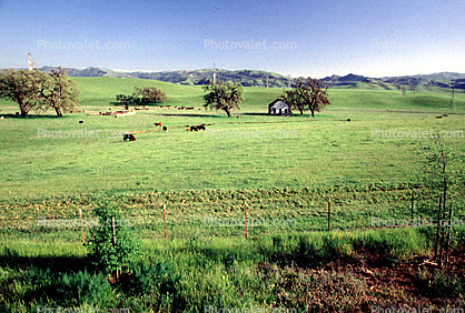 cows, Livermore, California, Hills, Hillside, Beef Cows