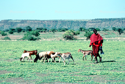 goat, Arusha, Tanzania, Africa