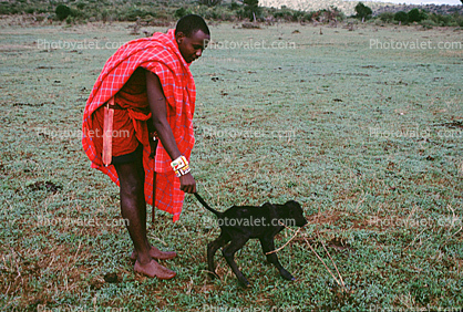 Calf, Cow, Arusha, Tanzania