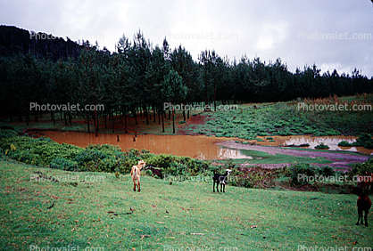 goat, Great Rift Valley, Tanzania