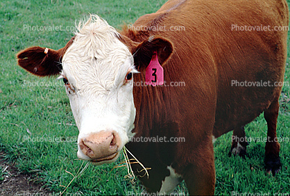 cow, near Petaluma, California