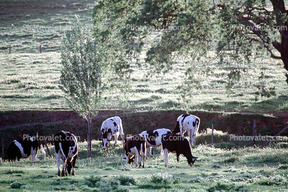Cows, Sonoma County, Beef Cows