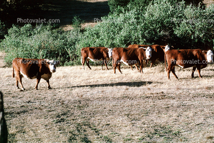 Cow, Sonoma County