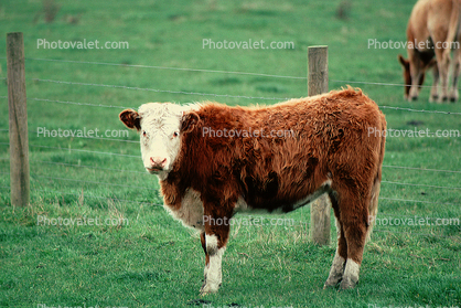 Cow, Cows, Marin County, California, USA