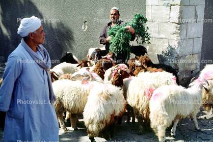 Sheep, Cairo