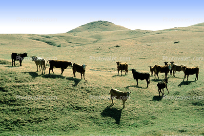 Cows on a Hill, Livermore, California