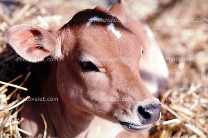 calf, Marin County