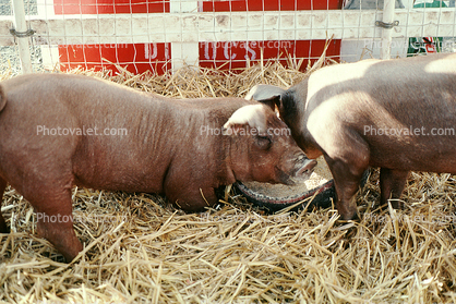 pigs eating, Marin County