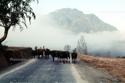 Mountains, cows, fog, road, Nepal