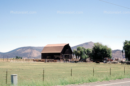 Cows, Barn, Klamath Falls, Oregon