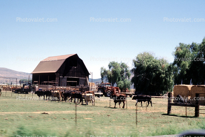 Cows, Barn, Klamath Falls, Oregon, Beef Cows