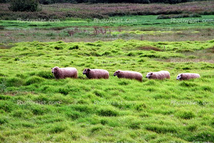 Sheep, Grass, Carmel, California