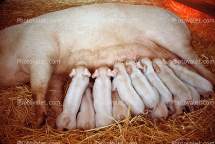 Piglets suckling mother Sow, makin bacon, Pig