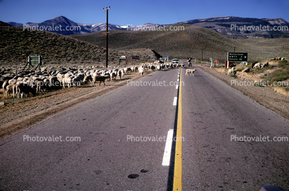 Sheep, mountains, eastern Sierra-Nevada Mountains