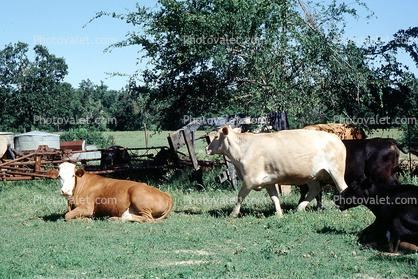 Cow, New Boston, Texas
