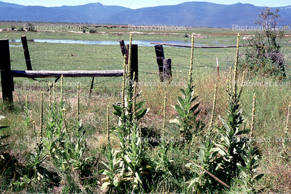Fence, field, Klamath, Oregon
