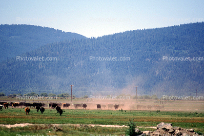 Grazing Cows, Klamath, Oregon, Beef Cows