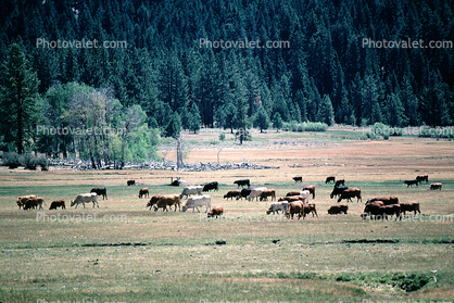 Grazing Cows, near Lake Almanor, California, Beef Cows