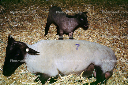 sheep, lamb