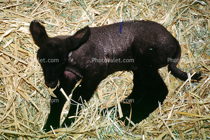 Black Lamb, sheep