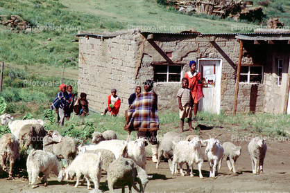 Goats, Sheep, Family, home, house, building