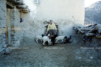 Sheep, Hezar Hani, Iran