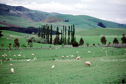 sheep, Fairlie New Zealand