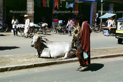 Brama Bull, Jodhpur