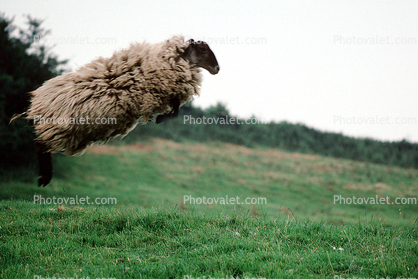 sheep jumping, jump, Cotswolds, England
