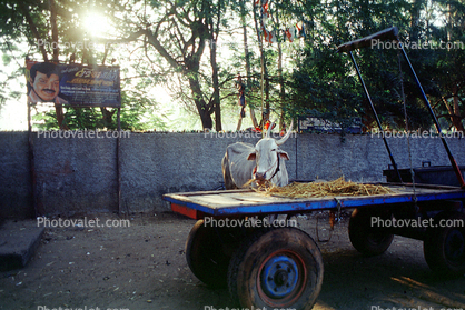 Brahma Bull, Tamil Nadu, India, wagon, cart