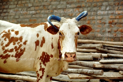 Cow, Tamil Nadu, India